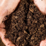 Sejarah-Tanah-Gambut-Jenis-Karakteristik-dan-Manfaatnya